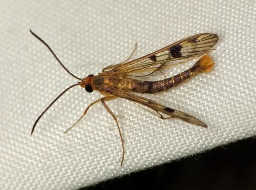 Maple Callus Borer Moth - photo 8