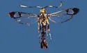 Red Maple Borer - Hodges#2546