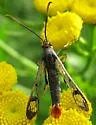 Red Maple Borer - Hodges#2546 - photo 2