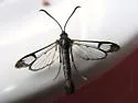 Red Maple Borer - Hodges#2546 - photo 3
