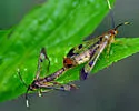Red Maple Borer - Hodges#2546 - photo 4