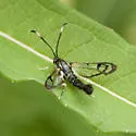 Western Willow Borer - Hodges#2570