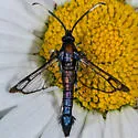 Western Willow Borer - Hodges#2570 - photo 2