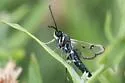 Western Willow Borer - Hodges#2570 - photo 3