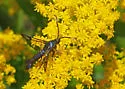 Western Willow Borer - Hodges#2570 - photo 4