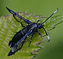 Western Willow Borer - Hodges#2570 - photo 5