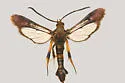 Synanthedon alleri - Hodges#2557