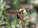 Synanthedon arizonensis - Hodges#2574