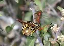 Synanthedon arizonensis - Hodges#2574 - photo 3