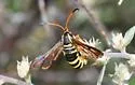 Synanthedon arizonensis - Hodges#2574 - photo 4
