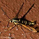 Arkansas Clearwing - Hodges#2575