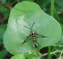 Arkansas Clearwing - Hodges#2575 - photo 2