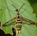 Arkansas Clearwing - Hodges#2575 - photo 3