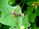 Arkansas Clearwing - Hodges#2575 - photo 4