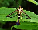 Arkansas Clearwing - Hodges#2575 - photo 5
