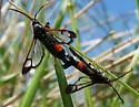 Northern Willow Clearwing - Hodges#2559