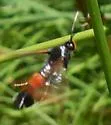 Northern Willow Clearwing - Hodges#2559 - photo 2