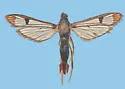 Synanthedon canadensis - Hodges#2560