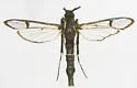 Chestnut Borer - Hodges#2577