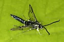 Chestnut Borer - Hodges#2577 - photo 4