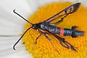 Large Red-belted Clearwing - Hodges#2561