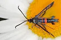 Large Red-belted Clearwing - Hodges#2561 - photo 2