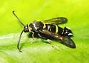 Oak Gall Borer - Hodges#2571 - photo 3