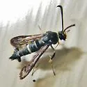 Oak Gall Borer - Hodges#2571 - photo 4