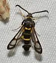 Oak Gall Borer - Hodges#2571 - photo 5