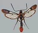 Synanthedon dominicki - Hodges#2562