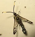 Lesser Viburnum Clearwing Moth - Hodges#2555 - photo 2