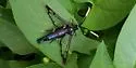 Lesser Viburnum Clearwing Moth - Hodges#2555 - photo 4