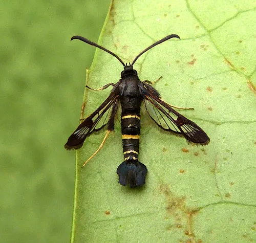Sallow Clearwing