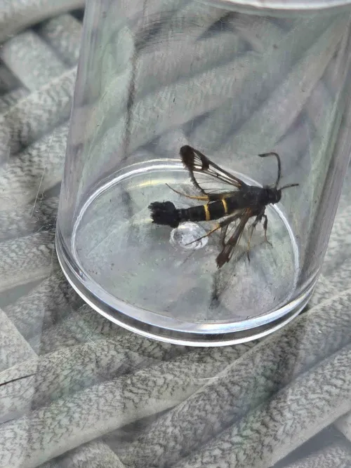 Sallow Clearwing - photo 2