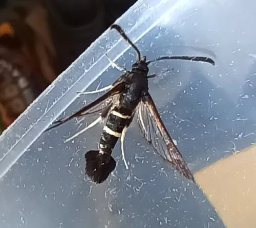 Sallow Clearwing - photo 3
