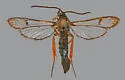 Synanthedon fulvipes - Hodges#2563