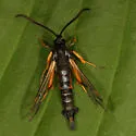 Synanthedon fulvipes - Hodges#2563 - photo 4