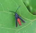 Pecan Bark Borer - Hodges#2547