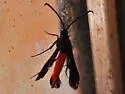 Pecan Bark Borer - Hodges#2547 - photo 2