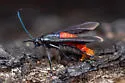 Pecan Bark Borer - Hodges#2547 - photo 3