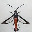 Pecan Bark Borer - Hodges#2547 - photo 4
