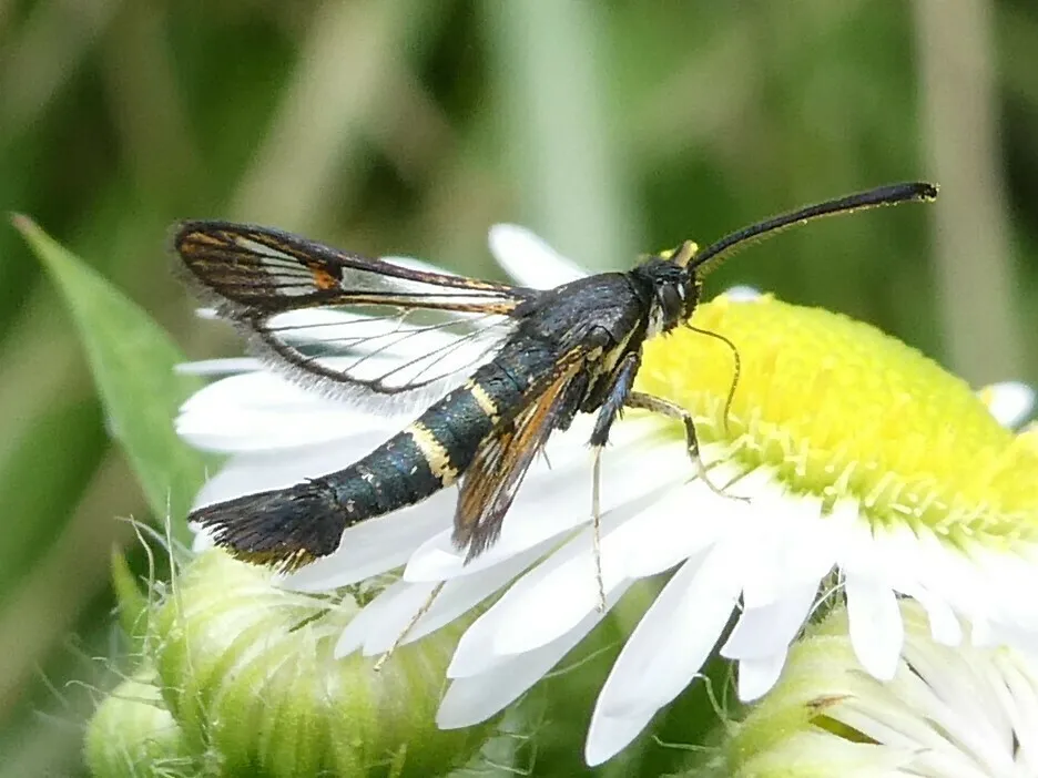 Synanthedon helenis - Hodges#2564 - photo 2
