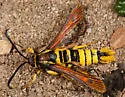Ceanothus Borer - Hodges#2580