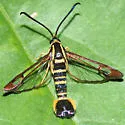 Synanthedon nielseni
