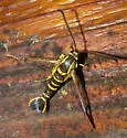Synanthedon nielseni - photo 5