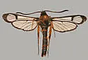 Douglas-Fir Pitch Moth - Hodges#2584