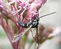 Lesser Peachtree Borer - Hodges#2550