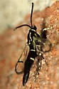 Lesser Peachtree Borer - Hodges#2550 - photo 2