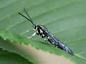Lesser Peachtree Borer - Hodges#2550 - photo 3