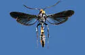 Pitch Mass Borer - Hodges#2585 - Synanthedon pini
